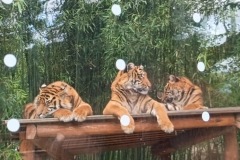 3302b334-5d78-4085-a62d-43121475d3ac